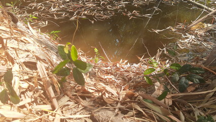 the pond