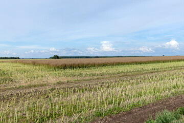 Fototapeta premium an agricultural field where the harvest of oilseed rape grows