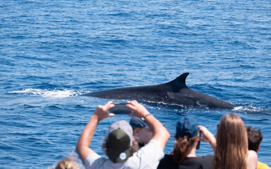 Group of tourists photographing a whale during a boat-watching excursion in the Mediterranean Sea © Mario