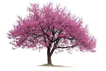 Redbud Tree on Transparent Background - Powered by Adobe
