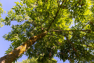 beautiful foliage ash tree with green foliage