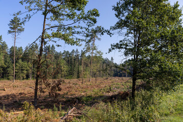 Fototapeta premium Deforestation for timber harvesting , forest
