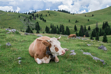 Cow lies on a mountain meadow / Cow lies on a mountain meadow in the European Alps. - 727171935