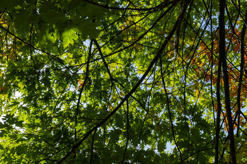 Yellowing oak foliage in the autumn season