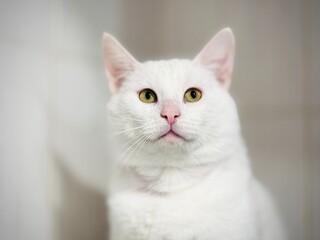 portrait of a cat