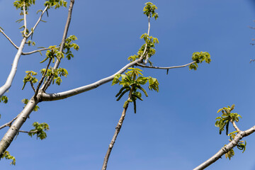 a flowering walnut tree in the spring season, a spring park