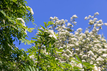rowan flowers during flowering in spring park