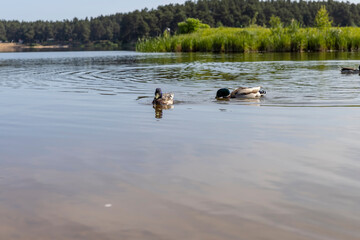 a wide river in eastern Europe, the Neman