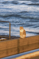 beautiful red cat against the backdrop of the sea