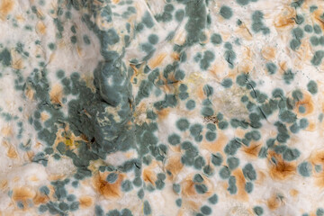 mold-covered spoiled thin wheat pita bread