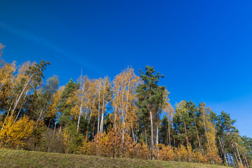 yellowed foliage on birch trees in the autumn season