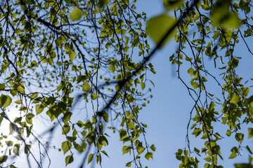 spring park with birch trees with the first green foliage