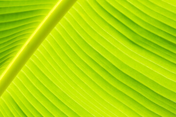 Soft sunlight through banana leaves. Green background with sun rays