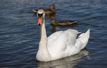 white swans swimming in the lake in summer