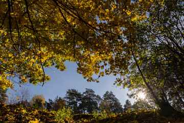 beautiful and bright orange maple foliage in autumn