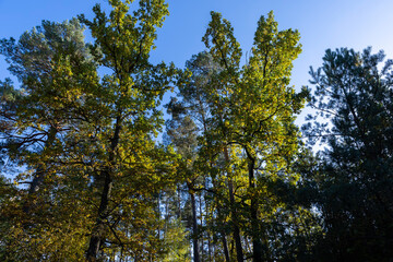 Fototapeta premium Oak tree in autumn leaf fall in sunny weather