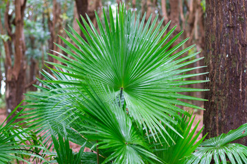 National leaf of the Phillipines livistona rotundifolia. Anahaw Palm