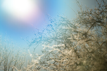 Freezing cold trees in a park at winter.