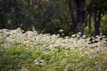 Tall plants in a meadow.