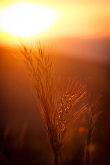 Field sunset