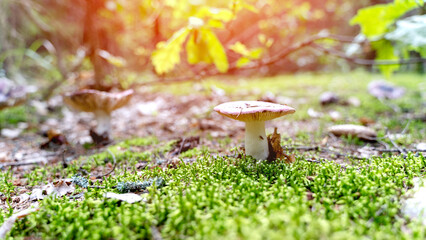 beautiful mushrooms in a forest clearing