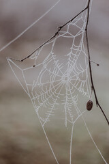 Zamrożona pajęczyna - obrazy, fototapety, plakaty