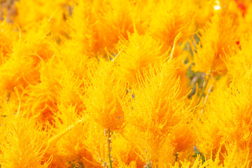Yellow Celosia Plumosa or Castle Series bloom in garden for background.