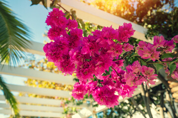 Bougainvillea flowers in the park on a summer sunny day