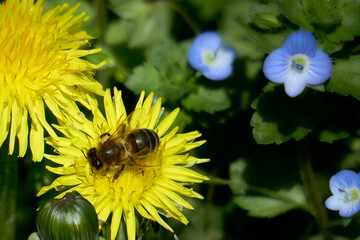 Blooming dandelions. Forest bees collect nectar.