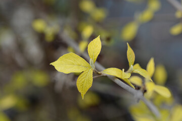 Obraz premium Beautyberry Profusion leaves