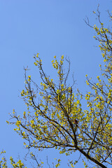 London plane in the spring
