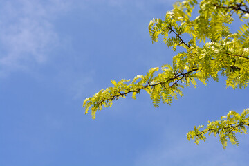 Thornless Honey locust branch
