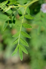 Liquorice leaves