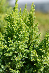 Juniper Hulsdonk Yellow branch