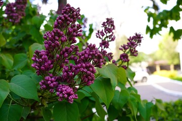 buds in a lilac inflorescence on a branch among green leaves in the garden close-up. The concept of the online flower shop catalog