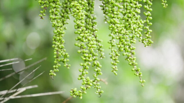 unripe green edible fruit or seed from arenga pinnata or feather palm