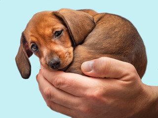 Small brown puppy in the palm of your hand.Dachshund puppy