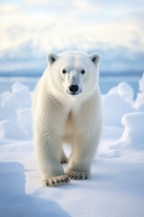 Polar bear at the North Pole