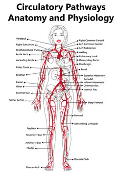 Circulatory Pathways, Anatomy, and Physiology vector diagram, Labeled diagram of the cardiovascular system with main parts