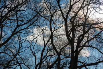 cloudy blue sky and bare trees in near silhouette on a winter day