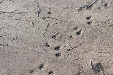 footprint in sand and other natural debris