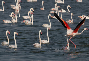Greater Flamingo takeoff at Eker creek of Bahrain in the morning