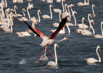 Greater Flamingo takeoff at Eker creek, Bahrain