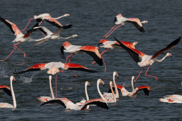 Greater Flamingos takeoff at Eker creek of Bahrain
