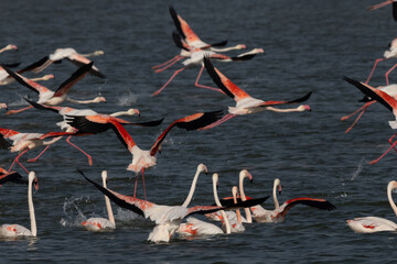 Greater Flamingos takeoff at Eker creek in the morning