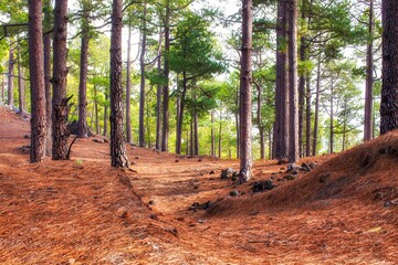 Obraz premium La Palma, Spain - December 04 2013 : The vulcanic island has overall a green feel and has a lot of nature, like these big pine woods.