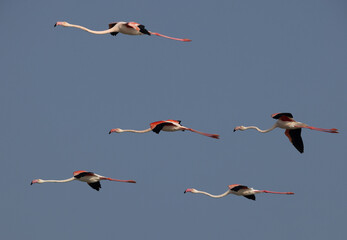 Greater Flamingos flying at Eker creek in the morning, Bahrain