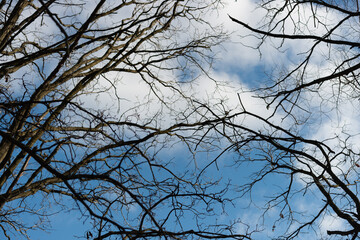 Obraz premium bare branches on a cloudy blue sky in winter