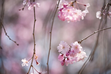 Pink cherry blossom or sakura flower full bloom in springtime