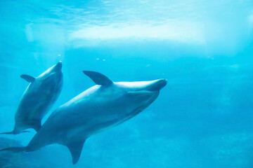adorable Sea dolphin couple swim together in Nagoya aquarium